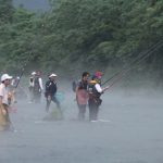 相模川、中津川の鮎の遡上量が、観測史上最も多い遡上数になる予想。