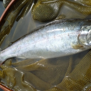 鬼怒川釣行フライレポート