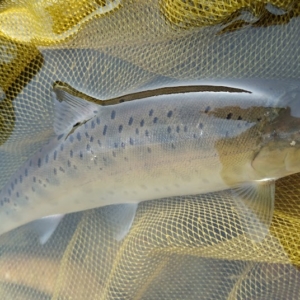 鬼怒川釣行フライレポート