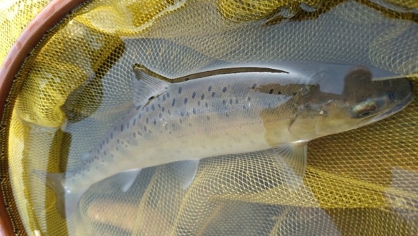鬼怒川釣行フライレポート