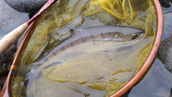 鬼怒川フライレポート