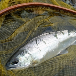 鬼怒川釣行フライレポート
