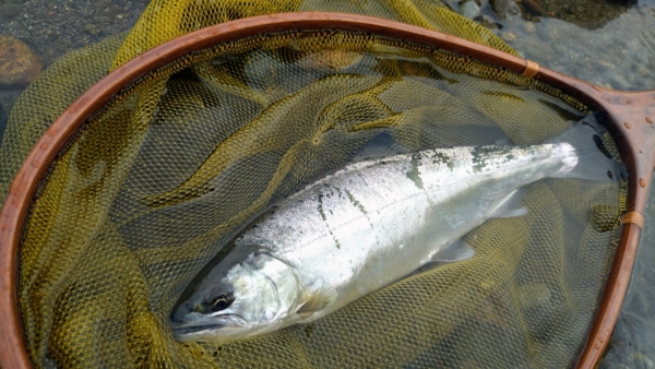 鬼怒川釣行フライレポート