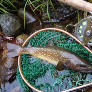 山形県阿武隈川水系釣行フライレポート